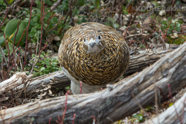 スズメバチノスコチャン｜旬のライチョウと雷鳥写真家の小噺 #67