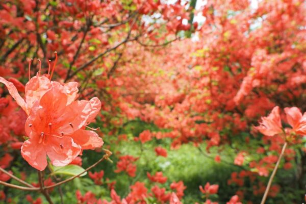 ハイカーズカメラを持って、季節が彩る山へ！写真家・川野恭子さんが教える「植物の上手な撮り方」