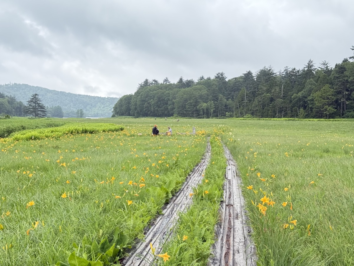 山好きが選ぶ！おすすめの花の道｜「帝釈山・田代山」オサバグサ／「大江湿原・尾瀬沼」ニッコウキスゲ