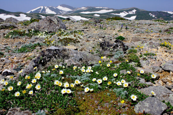 山好きが選ぶ!おすすめの花の道|「赤岳・小泉岳」コマクサ/「大尽山」ミズバショウ