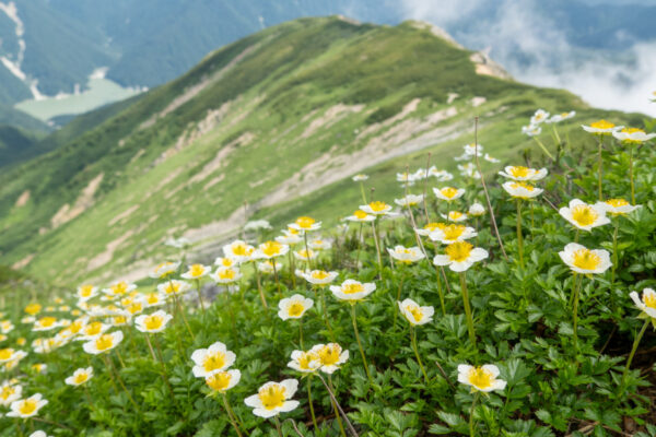 高山植物っておもしろい！背が低い理由と1000年生きる花