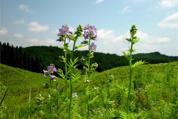 【南阿蘇】阿蘇野草園で見ごろの草花＆野鳥をめぐる散策ガイド｜いま歩きたい植物園案内