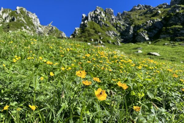 山好きが選ぶ！おすすめの花の道｜「木曽駒ヶ岳」ヒメウスユキソウ／「仙丈ヶ岳・大仙丈ヶ岳」チシマギキョウ