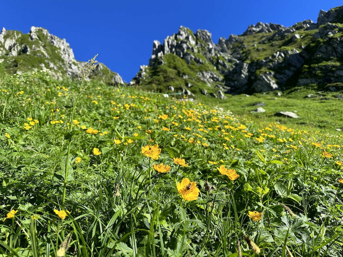 山好きが選ぶ！おすすめの花の道｜「木曽駒ヶ岳」ヒメウスユキソウ／「仙丈ヶ岳・大仙丈ヶ岳」チシマギキョウ