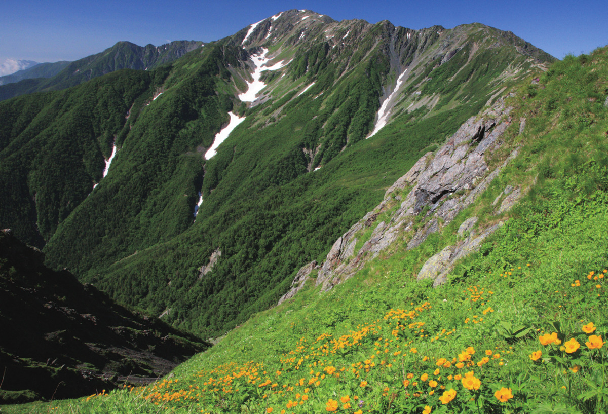 高山植物はどこに咲く？生息地別に見る稜線・お花畑・広葉樹林・針葉樹林