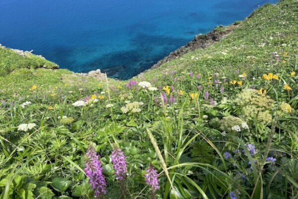 船に乗って会いに行く山～花の浮島・礼文島を歩く～｜百名山を終えたわたしが、いま登りたい山＃02