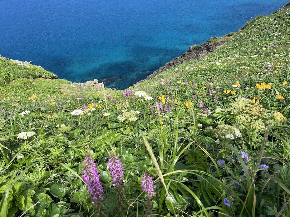 船に乗って会いに行く山～花の浮島・礼文島を歩く～｜百名山を終えたわたしが、いま登りたい山＃02