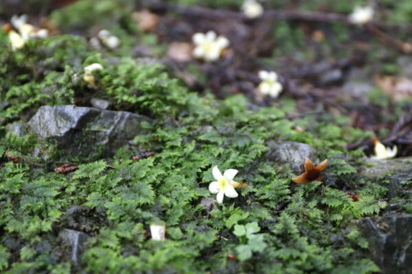 草木の“声”を聞きながら歩く、「DEEP高尾山」｜植物ライター・成清 陽のヤマノハナ手帖 #58