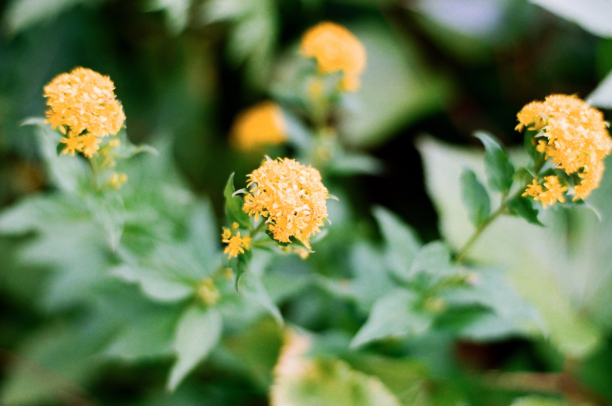 山好きが選ぶ！おすすめの花の道｜「奥大日岳」チングルマ／「白山」ミヤマアキノキリンソウ