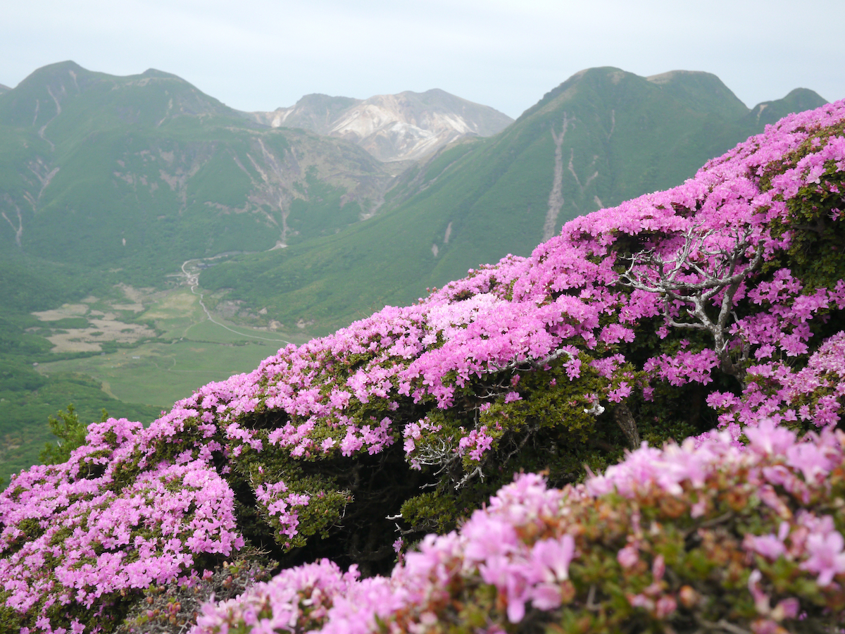 山好きが選ぶ！おすすめの花の道｜「大山」ブナ林の花々／「くじゅう連山（平治岳）」ミヤマキリシマ