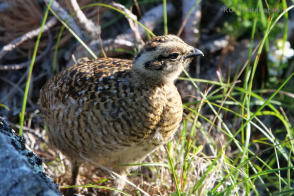 仕事道具について｜旬のライチョウと雷鳥写真家の小噺 #69