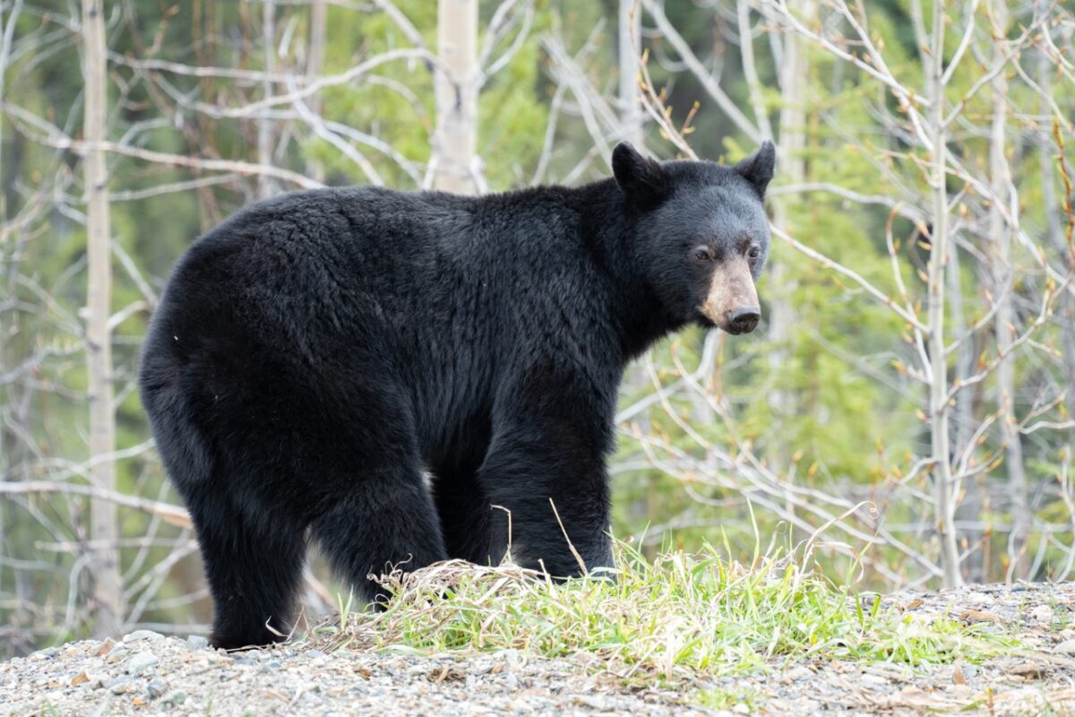 ヒトとクマが生きる世界。日本とカナダで異なるクマへの常識    