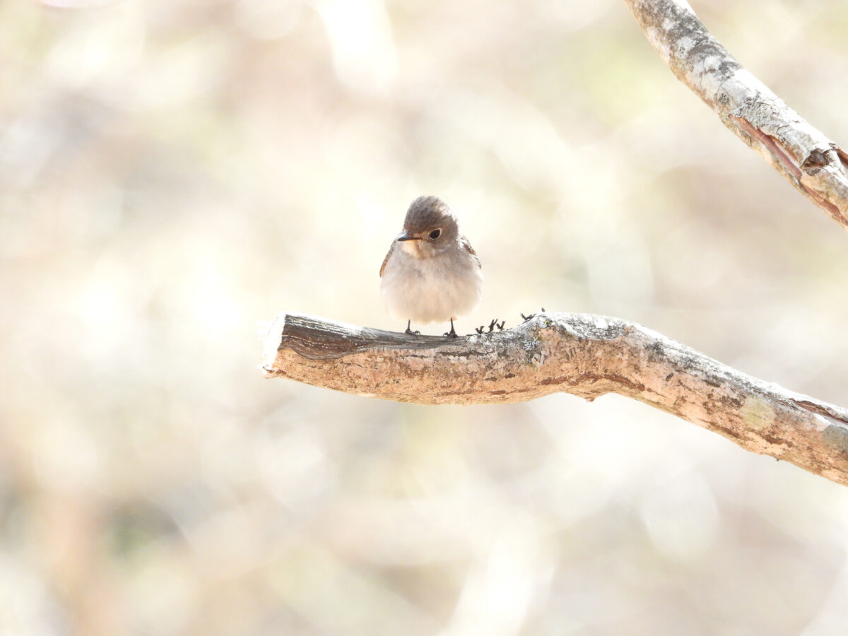 北アルプス・上高地での野鳥観察のすすめ―登らなくても出会える、森の小さな住人たち―