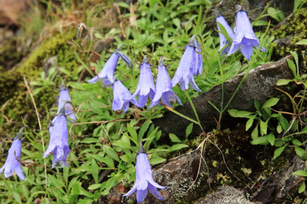 高山で五芒星を結ぶスピ兄弟「チシマギキョウとイワギキョウ」｜植物ライター・成清 陽のヤマノハナ手帖 #59