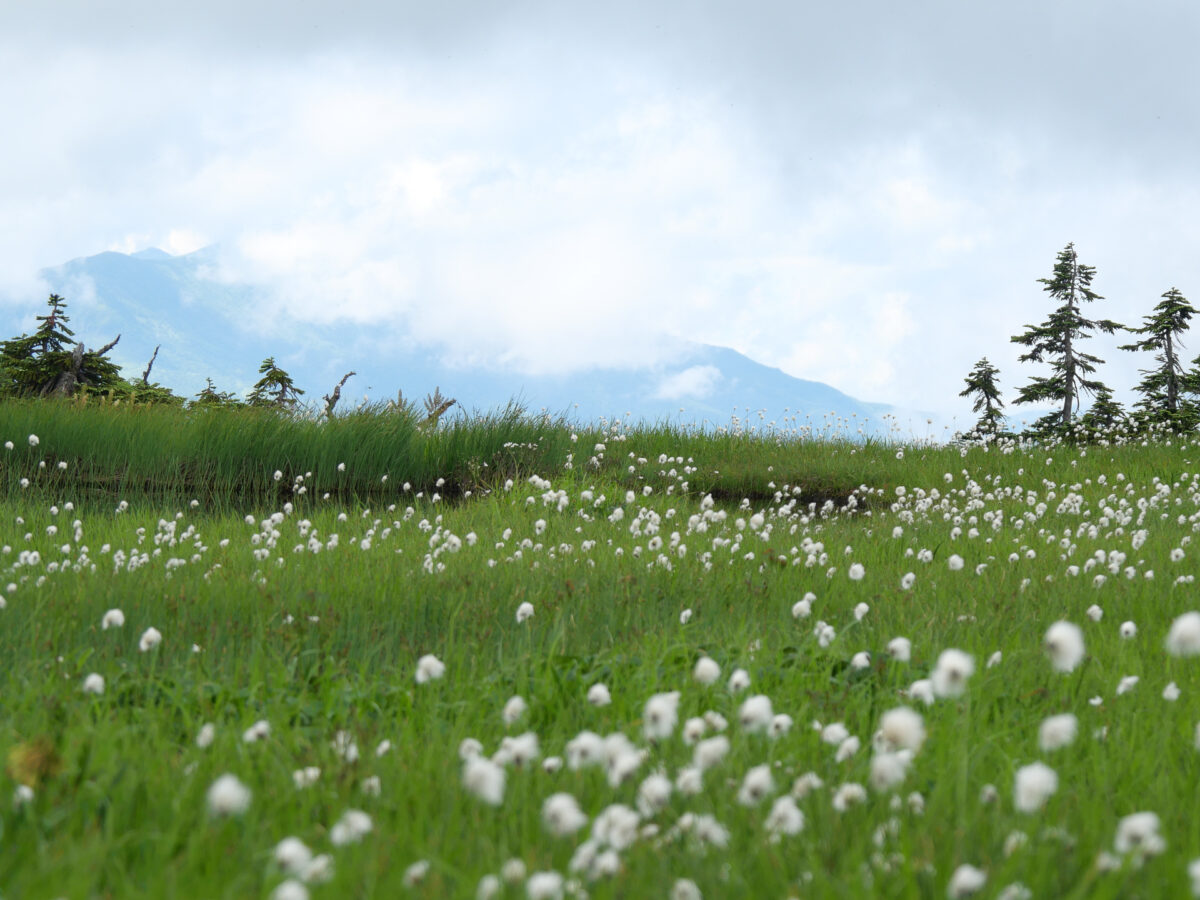 高山植物の宝庫”苗場山”へ〜夏秋限定のリフトで日帰り山行へ〜