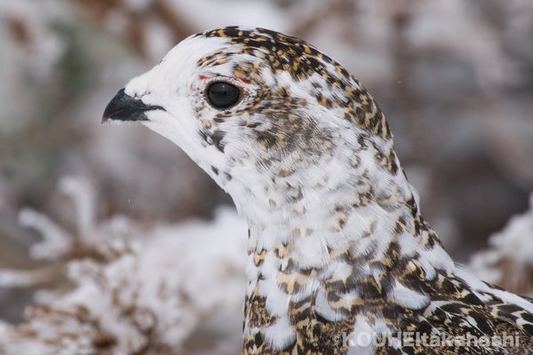 換羽期｜旬のライチョウと雷鳥写真家の小噺 #71